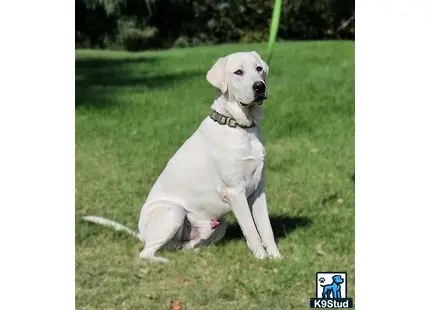 a white labrador retriever dog sitting in the grass