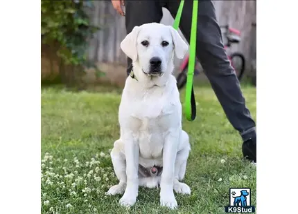 a labrador retriever dog sitting on grass