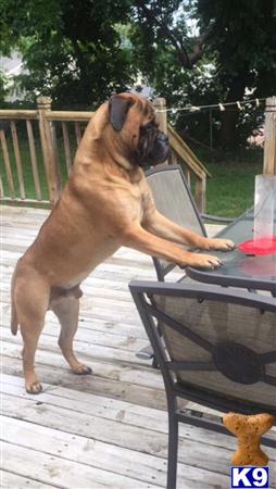 a bullmastiff dog standing on a deck
