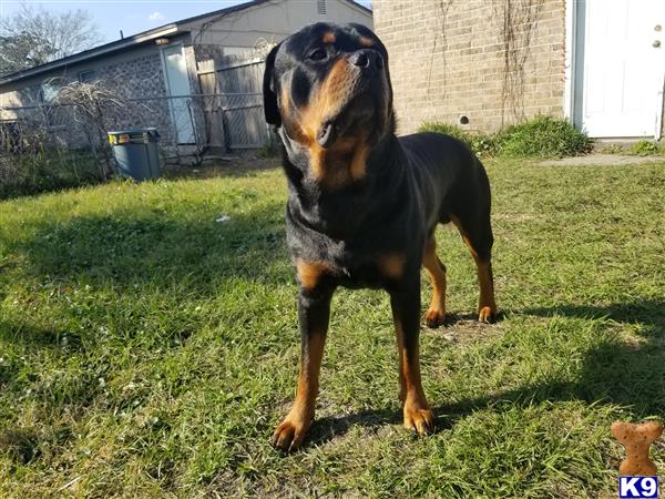 a rottweiler dog standing in a yard