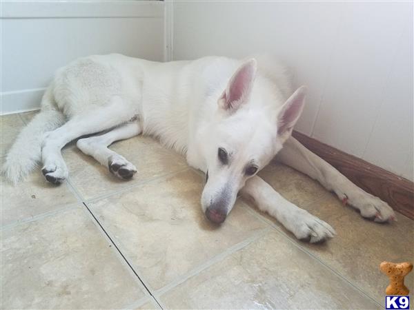 a white german shepherd dog lying on the floor