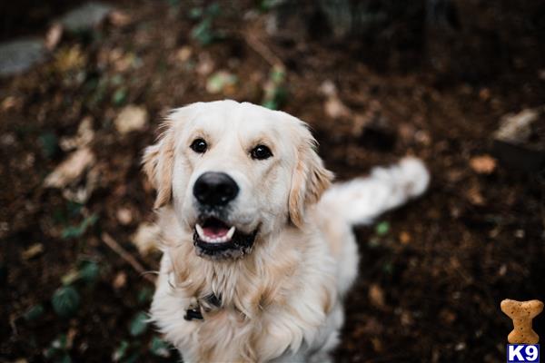 a golden retriever dog running in the leaves