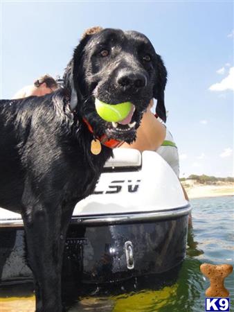 a labrador retriever dog holding a ball in its mouth