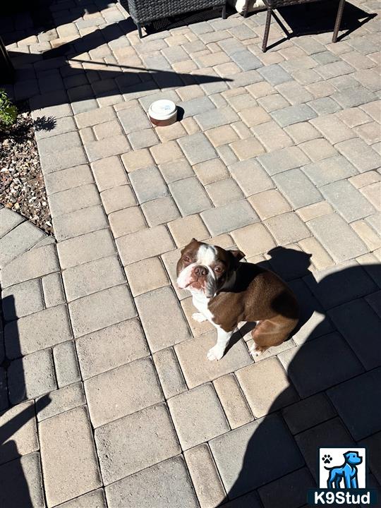 a boston terrier dog sitting on a brick patio