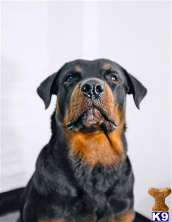 a rottweiler dog with a rottweiler dog face