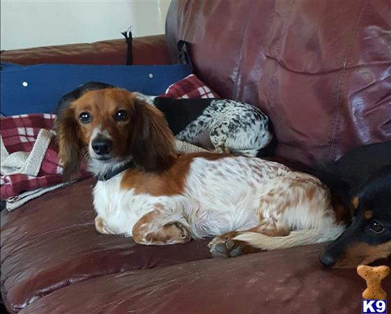 a dachshund dog lying on a couch