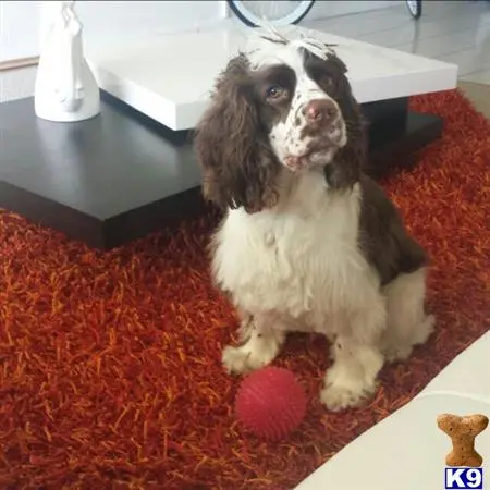 a cocker spaniel dog sitting on a rug