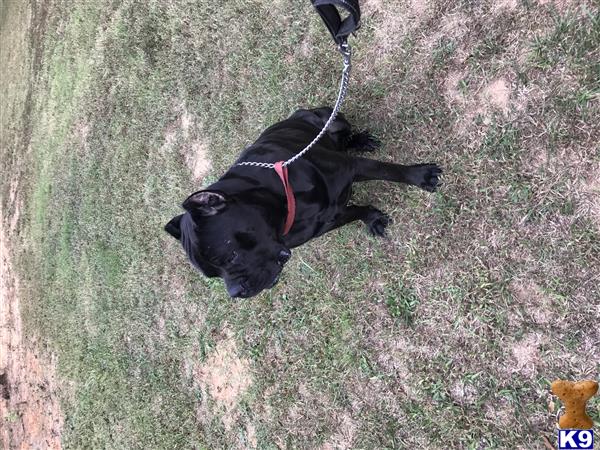 a cane corso dog on a leash on grass