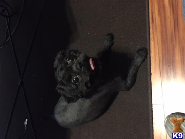 a shih tzu dog lying on the floor