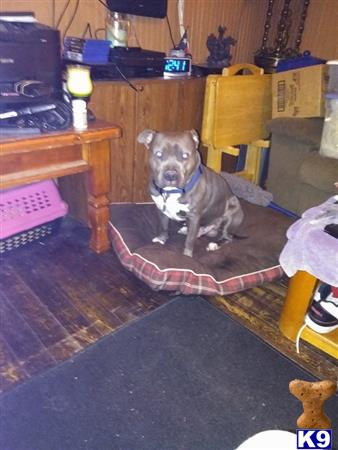 a american pit bull dog sitting on a rug