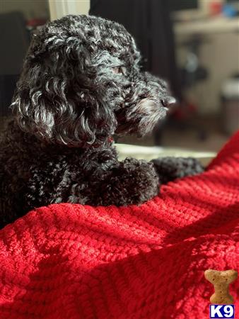 a poodle dog lying on a red blanket