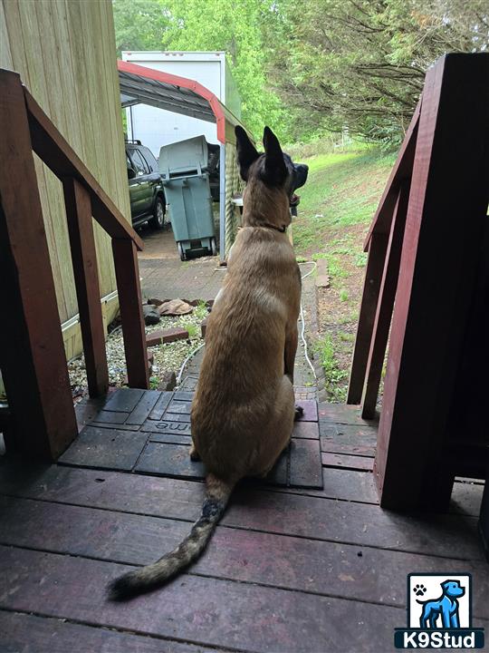 a belgian malinois dog sitting on a deck