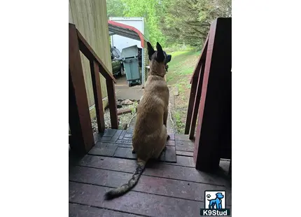 a belgian malinois dog sitting on a deck