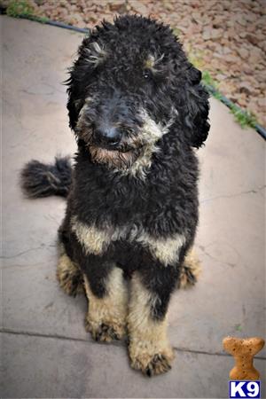 a poodle dog sitting on a sidewalk