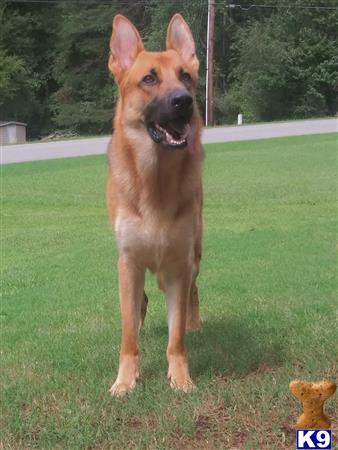 a german shepherd dog standing on grass