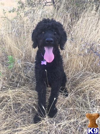a black labradoodle dog standing in dry grass