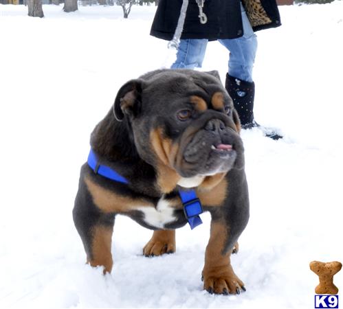 a english bulldog dog standing in the snow