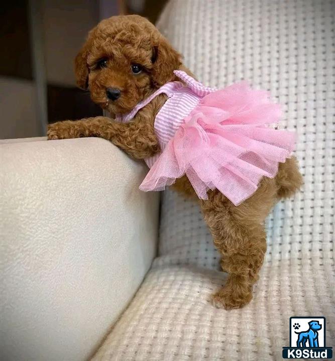 a maltipoo dog wearing a pink bow