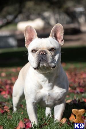 a french bulldog dog sitting in grass