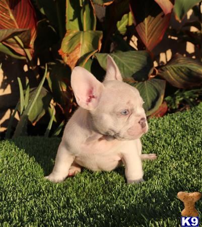 a small pig standing on grass