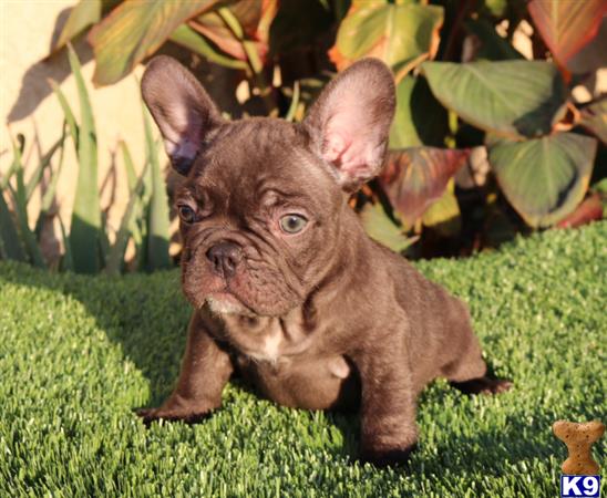 a small brown french bulldog dog