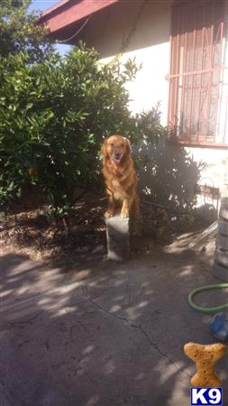 a golden retriever dog sitting on a stone pillar