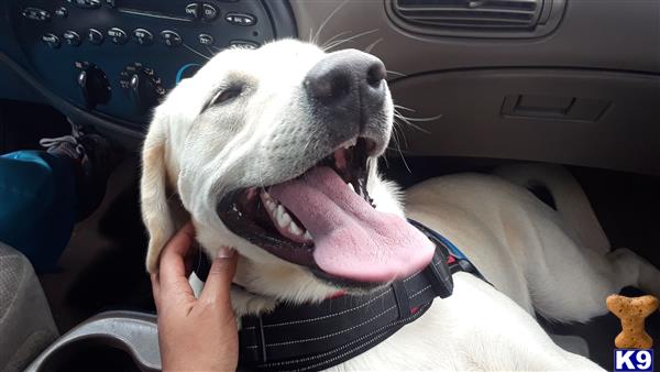a labrador retriever dog with its mouth open