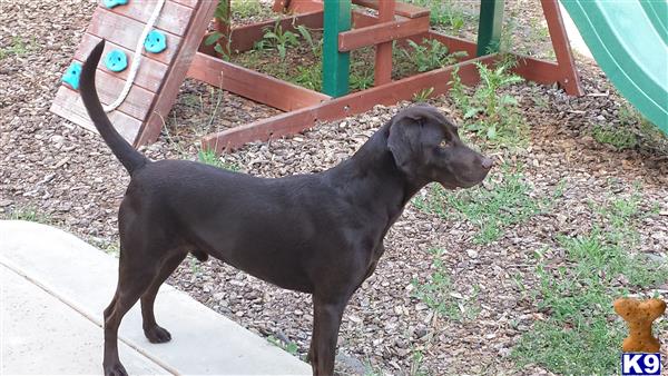 a black labrador retriever dog on a sidewalk