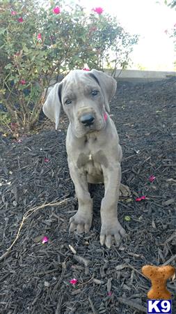 a great dane dog standing on leaves