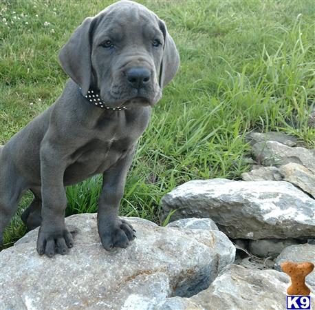 a great dane puppy standing on rocks