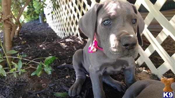 a great dane puppy sitting on the ground