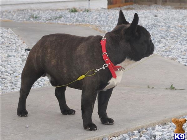 a black french bulldog dog with a red collar