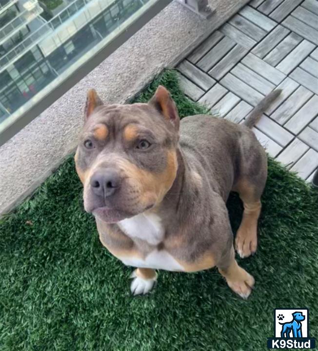 a american bully dog sitting on grass