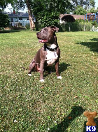 a american pit bull dog sitting in a grassy area