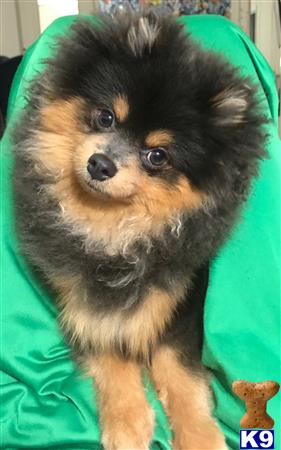 a pomeranian dog wearing a green shirt