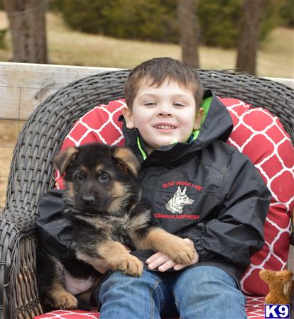 a boy sitting in a chair with a german shepherd dog