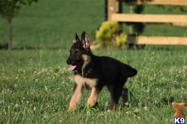 a german shepherd dog standing in grass