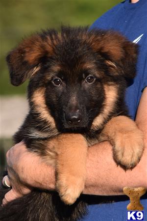 a german shepherd dog with its arms around a person