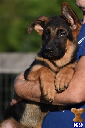 a person holding a german shepherd dog