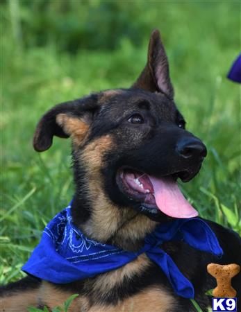 a german shepherd dog wearing a blue shirt