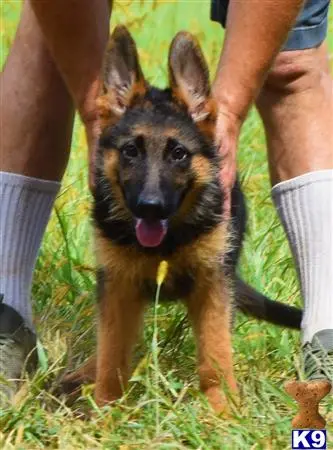 a small german shepherd dog standing between people