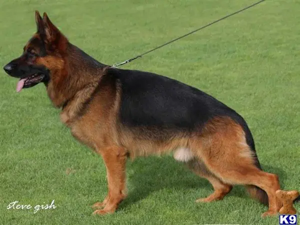 a german shepherd dog on a leash
