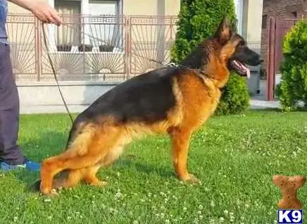 a german shepherd dog standing on grass