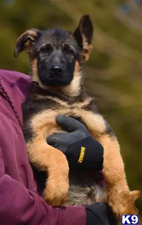 a german shepherd dog wearing a jacket