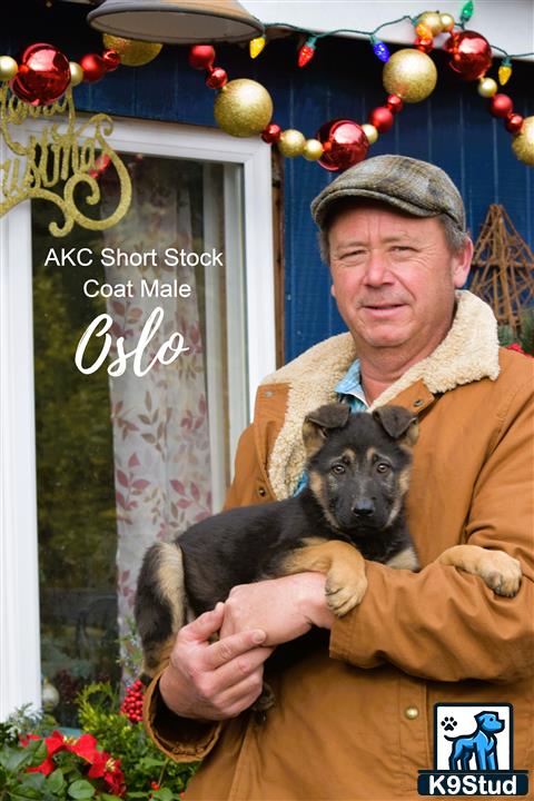 a man holding a german shepherd dog