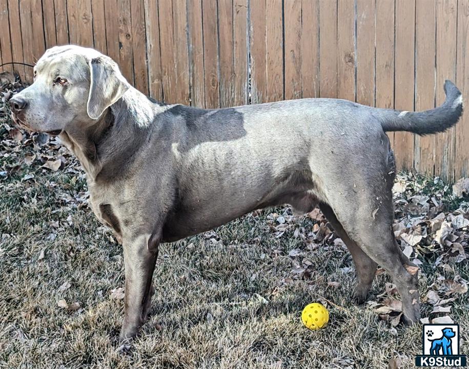 a labrador retriever dog standing on grass