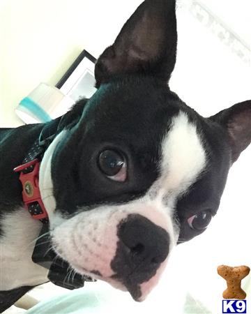 a boston terrier dog with a surprised expression