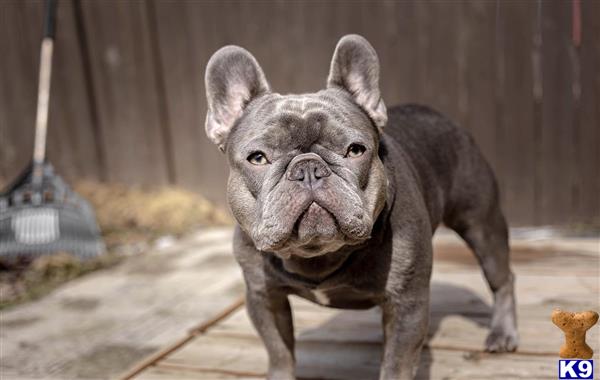 a small gray french bulldog dog