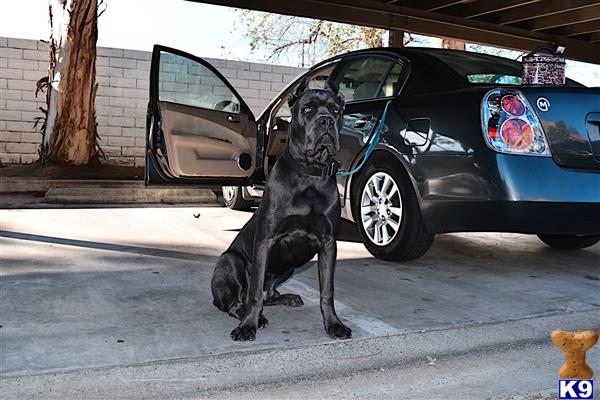 a cane corso dog sitting in front of a car