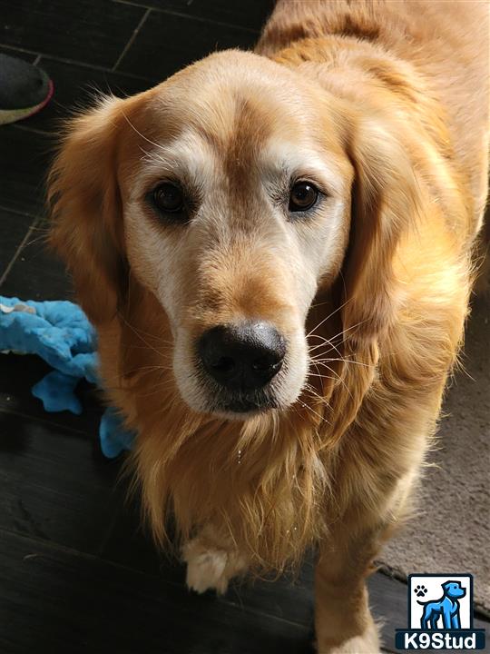 a golden retriever dog looking at the camera